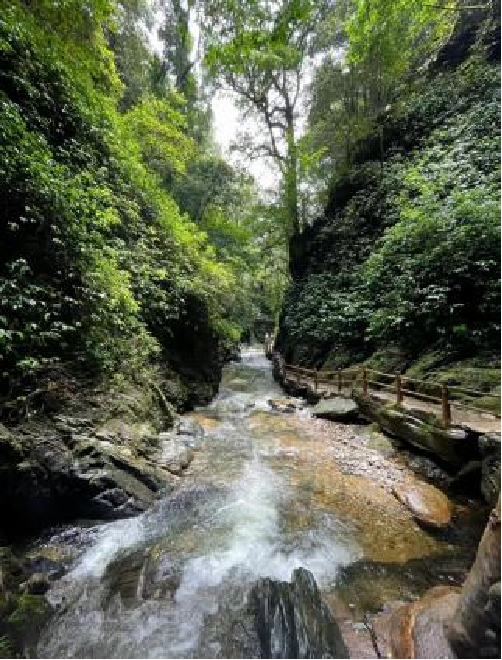 探索自然之美，盡在萬(wàn)物競(jìng)萌植物園